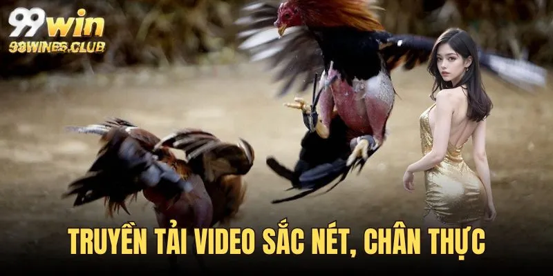 Cùng tìm hiểu sảnh đá gà tại 99win